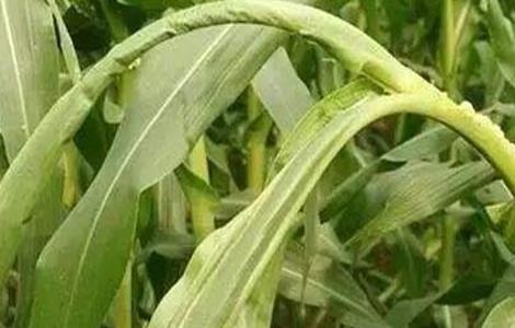 玉米心叶打卷怎么办（玉米心卷叶是怎么办）