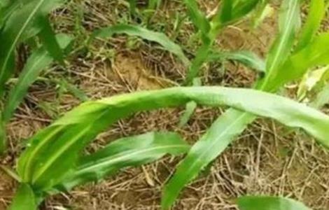 玉米心叶打卷怎么办