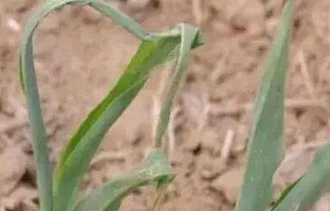 玉米心叶打卷怎么办