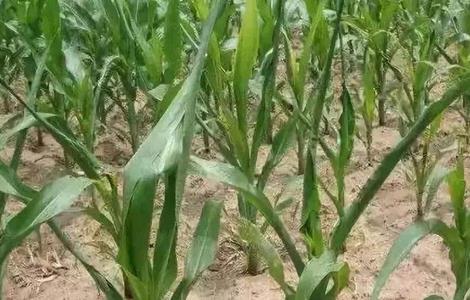 玉米心叶打卷怎么办