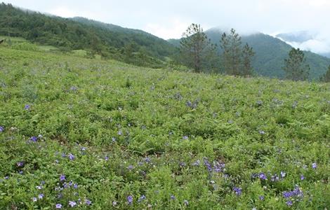 桔梗的田间管理技术（桔梗的栽培管理技术）
