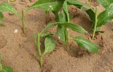 枸杞扦插育苗技术 枸杞扦插育苗技术视频