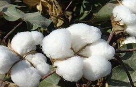 棉花种植注意事项(棉花种植注意事项和要求)