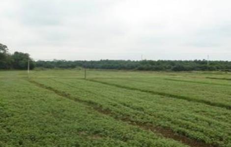 荞麦施肥技术 荞麦施肥技术要点