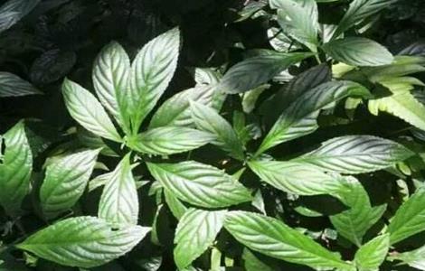 板蓝根的田间管理技术 板蓝根种植技术与管理