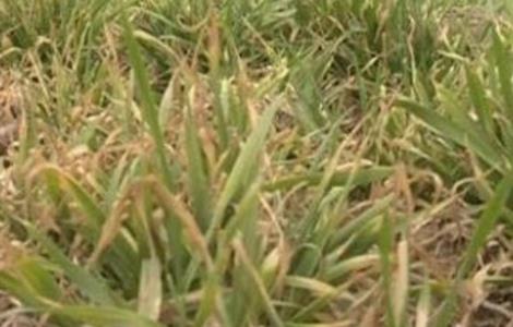 小麦黄化原因及防治方法 小麦黄化原因及防治方法有哪些