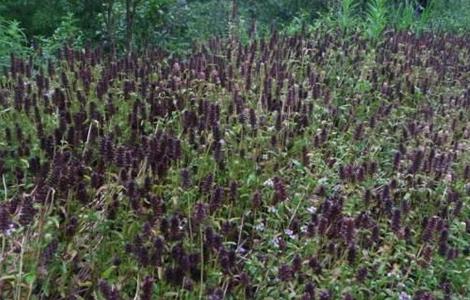 夏枯草的育苗技术（夏枯草种植技术）