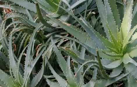 芦荟长不大原因及解决方法 芦荟长不大怎么办