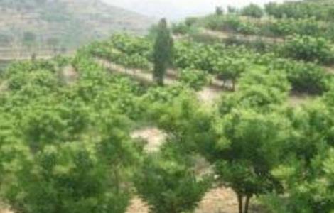 槐米种植技术(槐米种植技术视频)