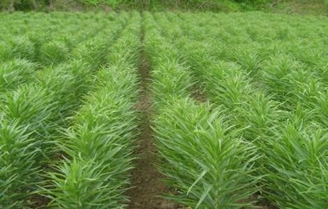 百合对生长环境的要求(百合对生长环境的要求有哪些)