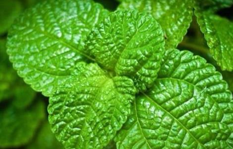 薄荷施肥方法（薄荷施肥方法有哪些）