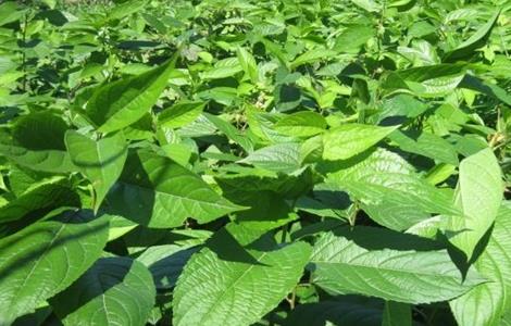 杜仲播种育苗技术（杜仲春季播种育苗技术）