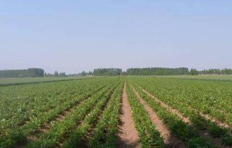 白术的施肥方法（白术的施肥方法是什么）