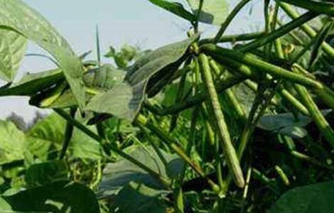 绿豆夏季直播技术 绿豆传直播