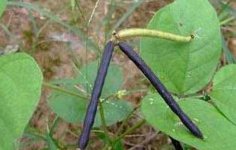绿豆 夏季直播 种植技术