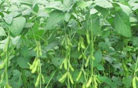 大豆鼓粒期管理要点（大豆结荚期鼓粒期管理）