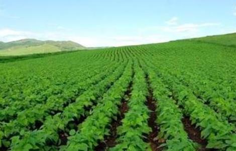 如何判断大豆是否旺长（大豆需要控制旺长吗）