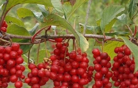 五味子高产栽培技术（五味子高产栽培技术与管理）