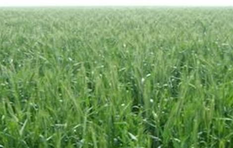 黑麦的种植技术（黑麦的种植技术视频）