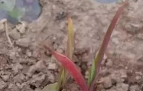 玉米红苗原因及防治方法 玉米红苗病怎么办