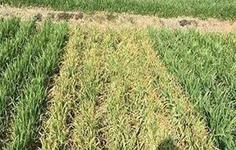 小麦叶面喷肥要点（小麦喷什么叶面肥）