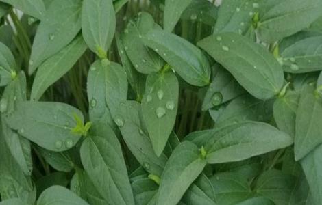 黑豆生长环境 黑豆生长环境图片