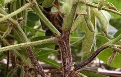 大豆根腐病症状及防治方法 大豆根腐病症状及防治方法图片