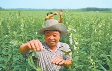 芝麻打顶时间及注意事项（芝麻打顶的最佳时间）