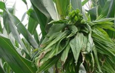 玉米疯顶病的预防措施 玉米疯顶病的预防措施是什么