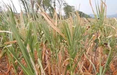 如何预防玉米高温危害的方法 如何预防玉米高温危害的方法有哪些