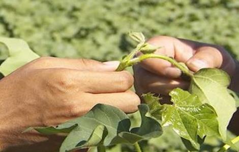 棉花打顶时间和方法 棉花打顶的时间和方法