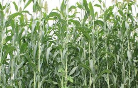 甜高粱的种植技术 甜高粱的种植技术和管理