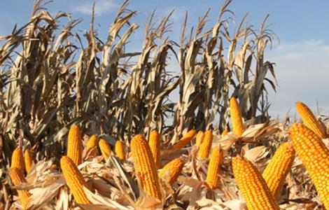 玉米种子什么品种好