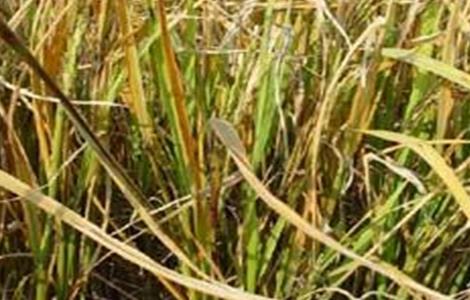 水稻黄叶原因及防治方法（水稻黄叶原因及防治方法图片）