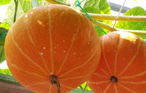 南瓜的功效与作用禁忌（南瓜的功效与作用禁忌祛湿的食物有哪些）