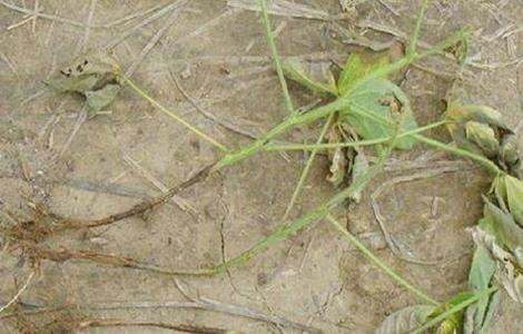 大豆倒伏原因,大豆倒伏怎么办(大豆结荚期倒伏怎么办?)