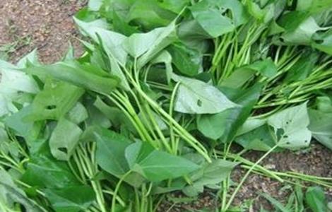 红薯增产施肥方法 红薯增产施肥方法视频