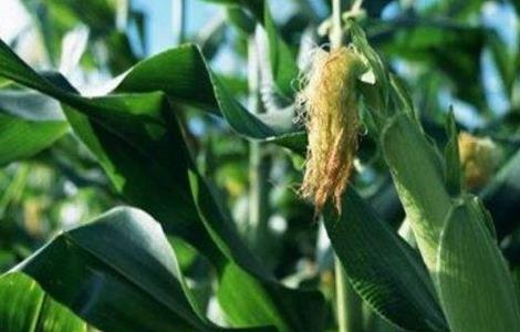 玉米怎么人工授粉 怎样给玉米人工授粉