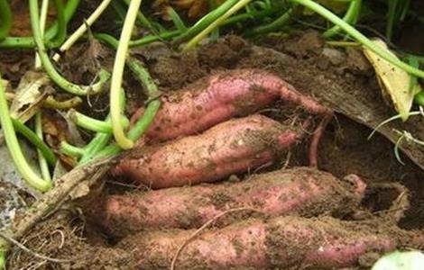 红薯采收和储藏方法（红薯的采收期及采收方法）