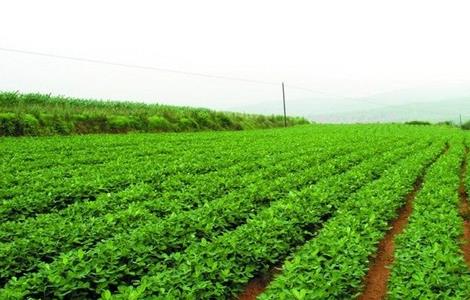 花生灌溉合理方法 花生种法及管理方法