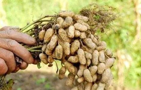 影响花生种植密度的因素（哪些条件影响花生的生长）