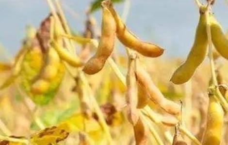 大豆结荚率少怎么办?如何提高大豆结荚率