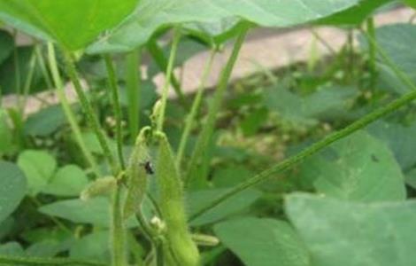 大豆结荚率少怎么办?如何提高大豆结荚率