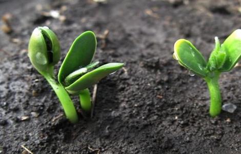 大豆苗期管理技巧（大豆苗期管理主要内容）