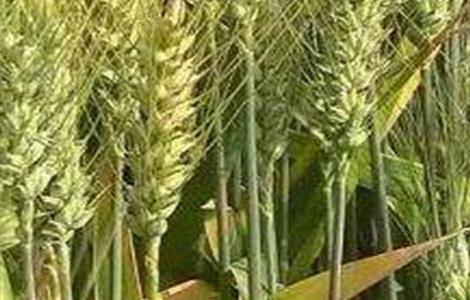 青稞高产栽培技术（青稞的种植方法）