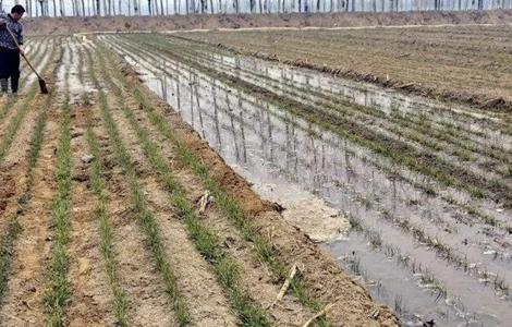 如何浇好小麦越冬水 冬小麦什么时候浇越冬水