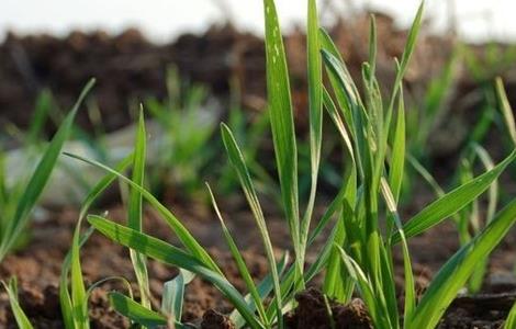 冬小麦怎样管理 冬小麦怎样管理早熟几天