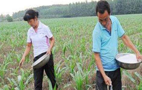 玉米的施肥要点（玉米的施肥要点有哪些）