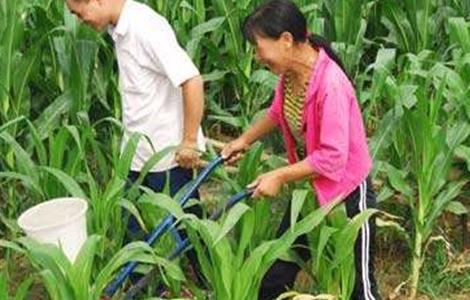 玉米 施肥要点 玉米施肥