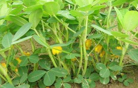 花生开花结果期该如何管理（花生开花前期怎样管理好）